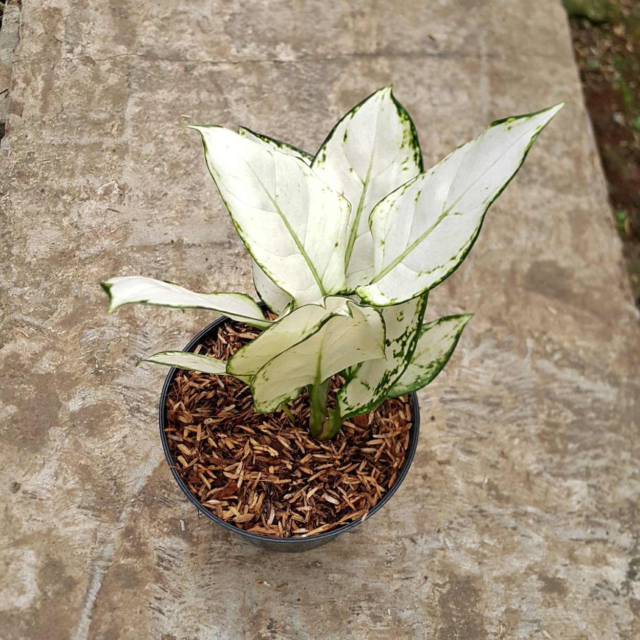 Аглаонема White Anyamanee