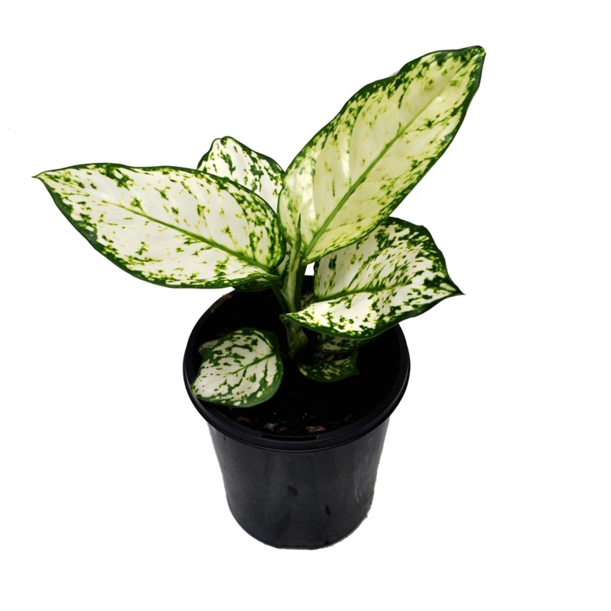 Аглаонема Эмеральд грей