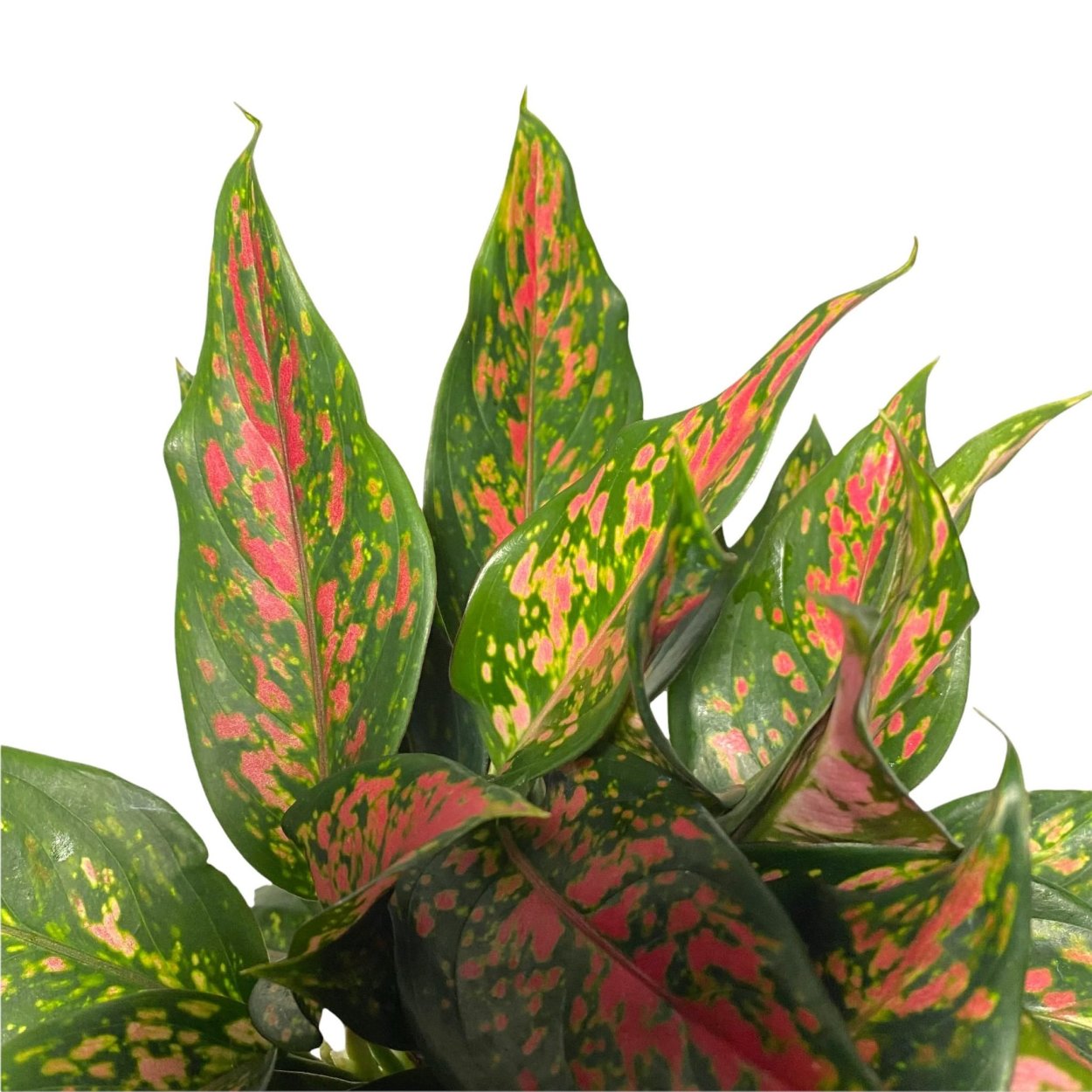 Аглаонема Кримсон лав