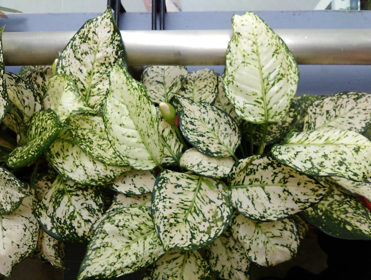 Аглаонема спринг Сноу