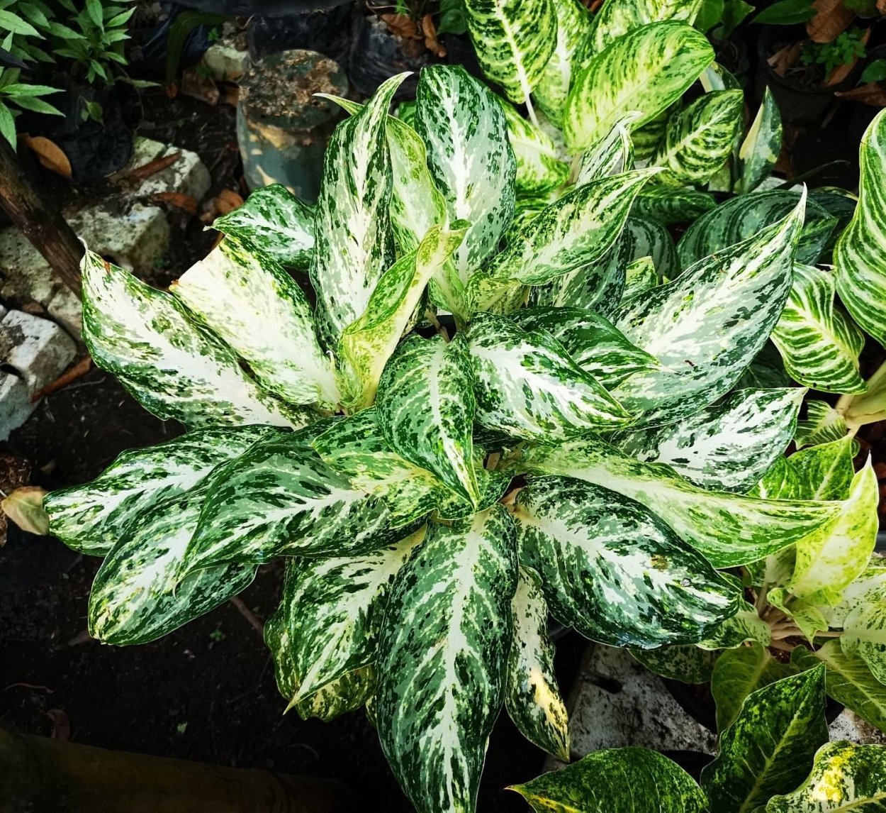 Аглаонема Tongnoppakul