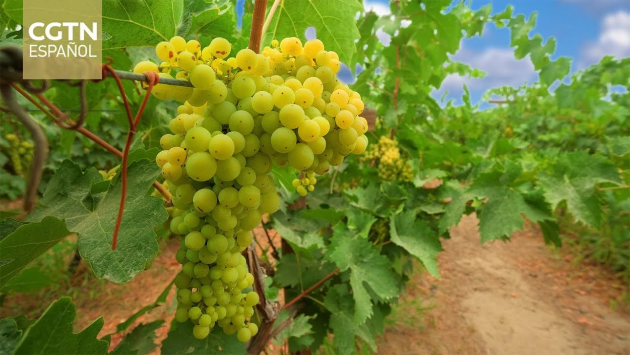 Виноград Вионье