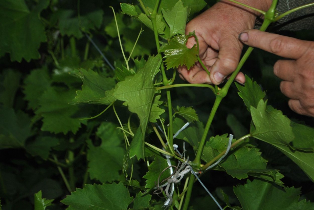Лист винограда Лора