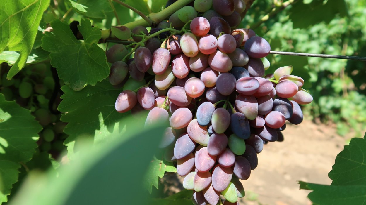 Виноград Ставрополья