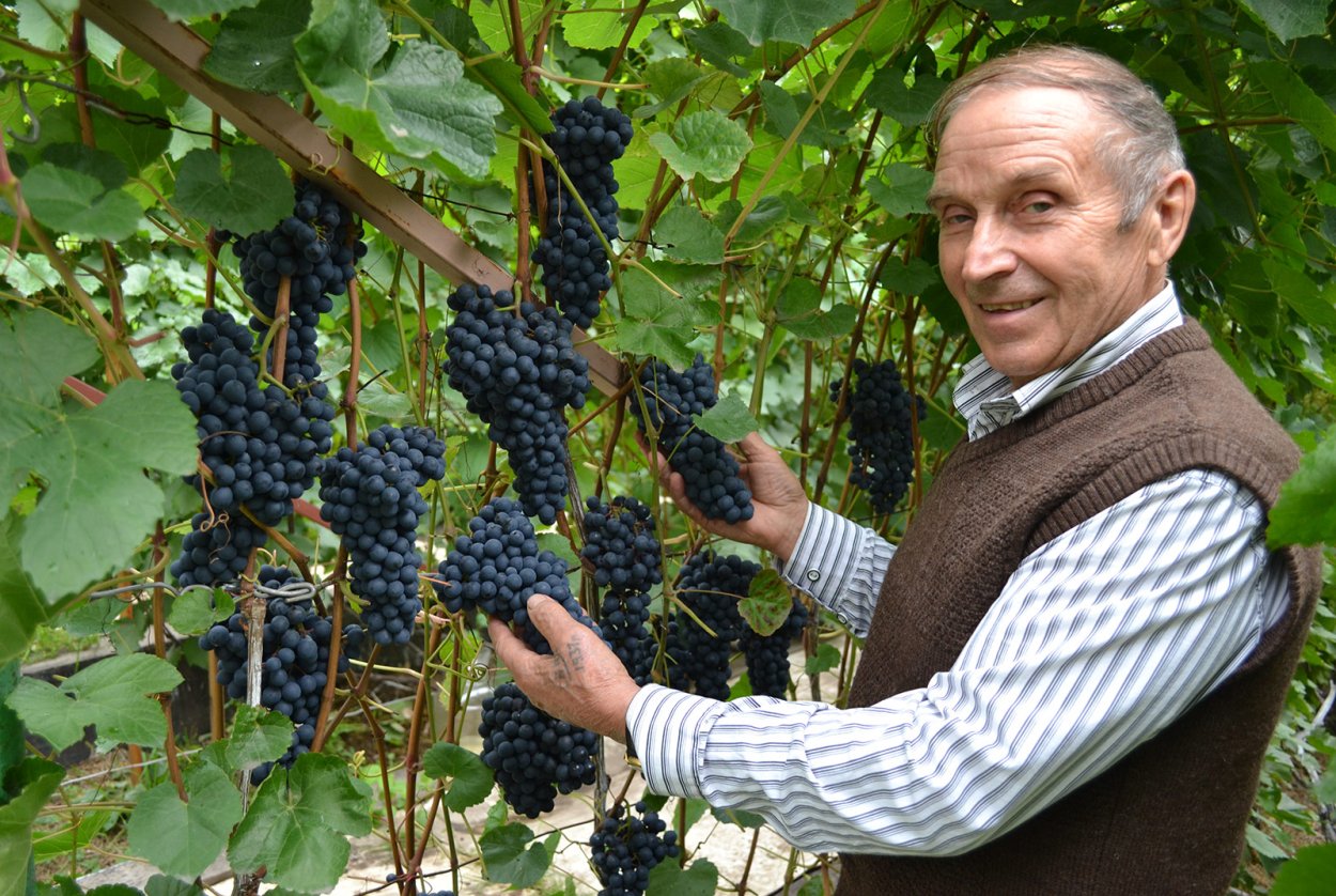 Калугин Виктор Михайлович Виноградарь