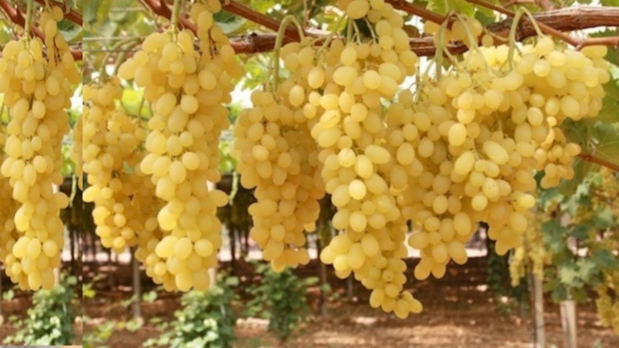 Виноград кишмиш узбекский