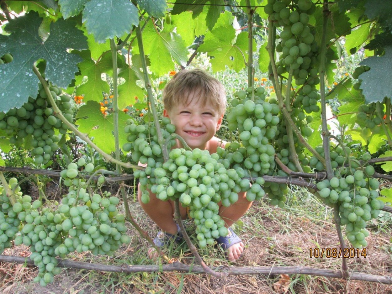 Виноград Арсений