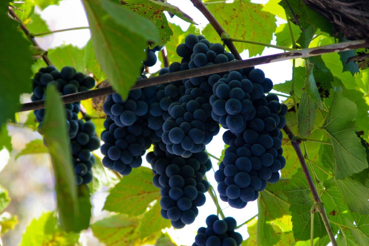 Турига Насьональ сорт винограда