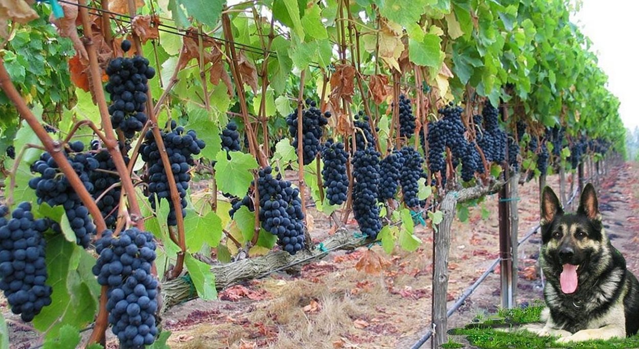 Александроули сорт винограда