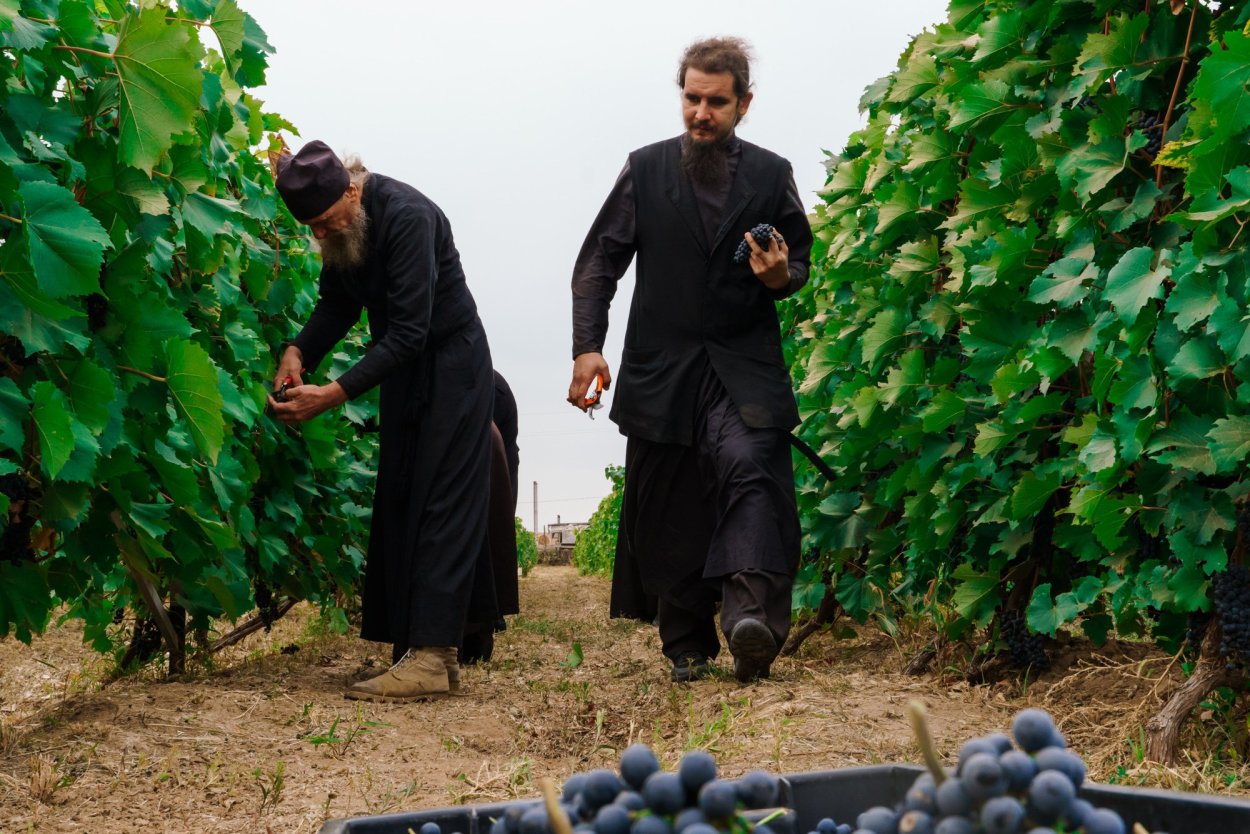 Монах на винограднике