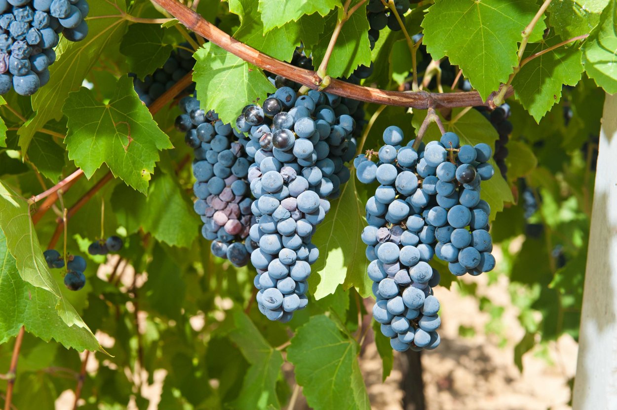 Сады винограда в Анапе