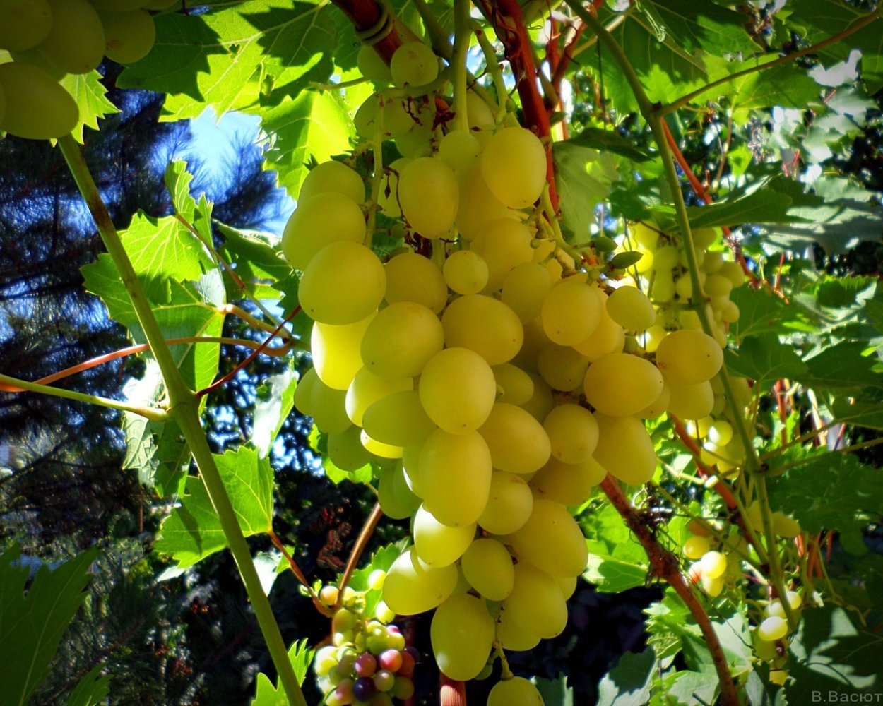 Виноград столичный красавец