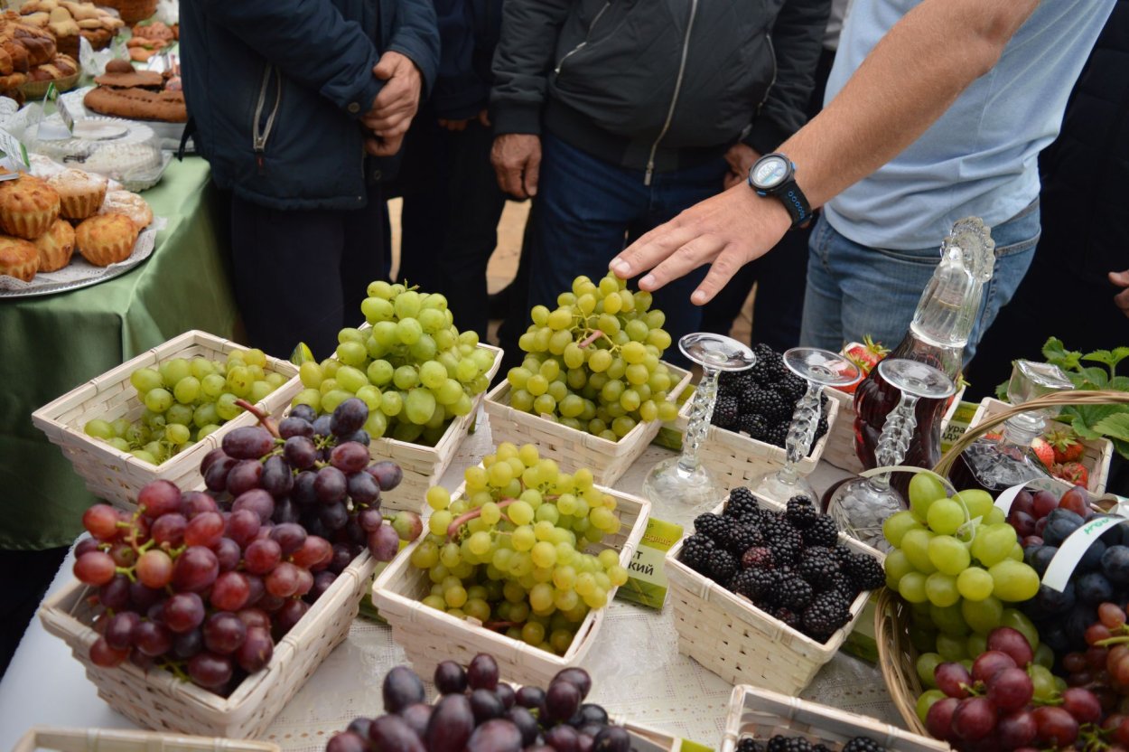 Камское Устье виноградник Татарстан