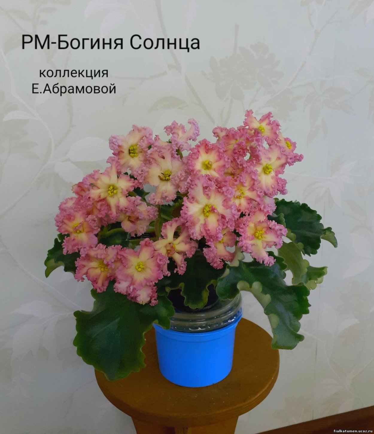 Сенполия богиня солнца