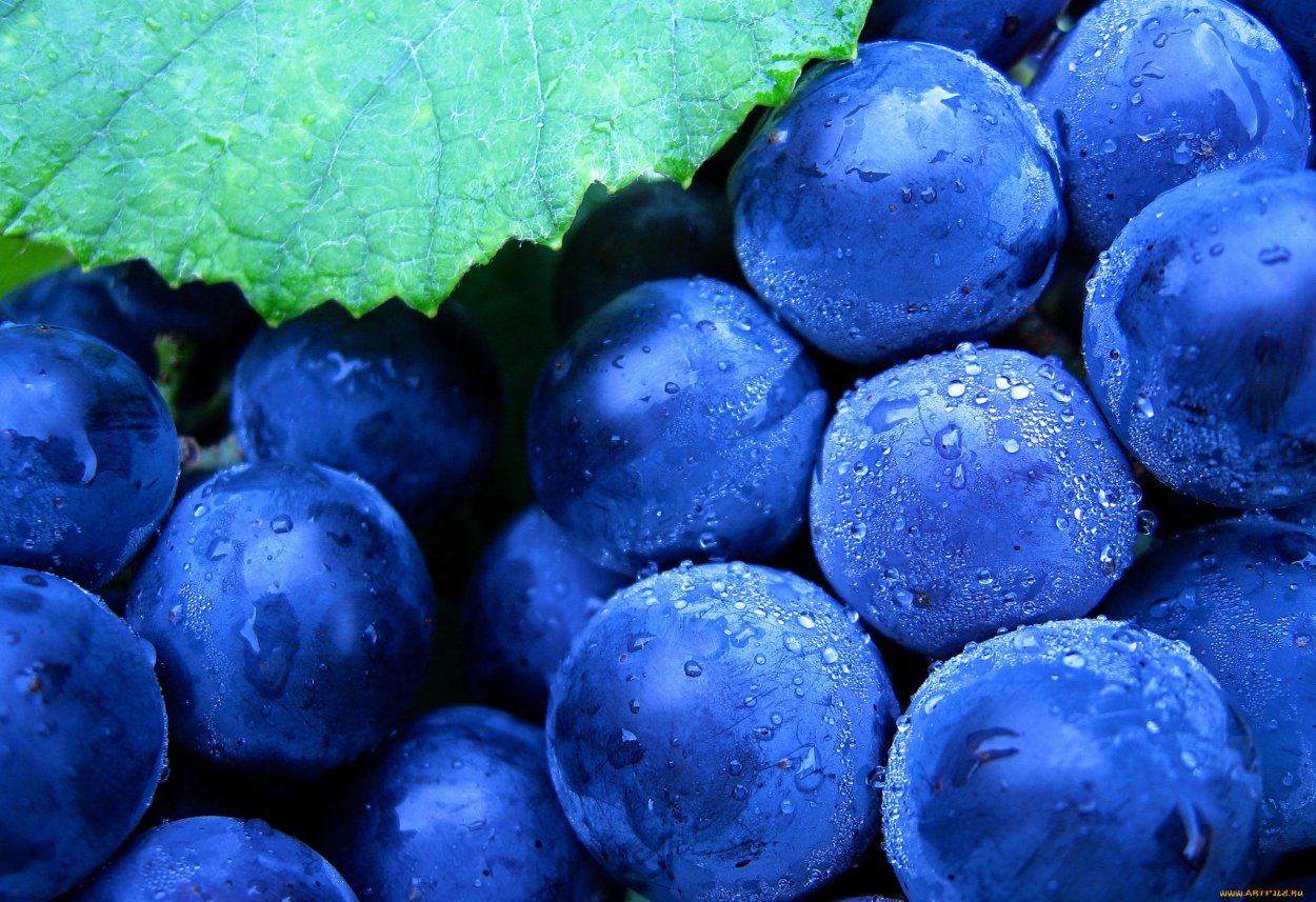 Синие ягоды