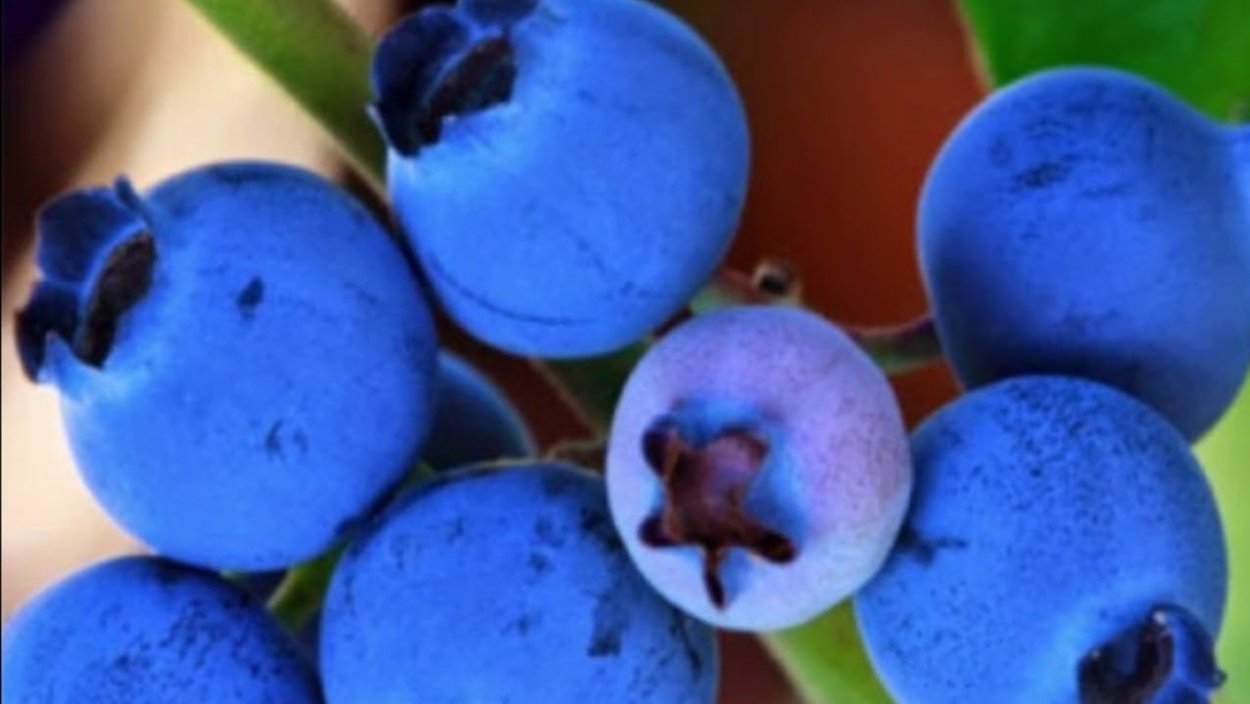 Ягоды синего цвета