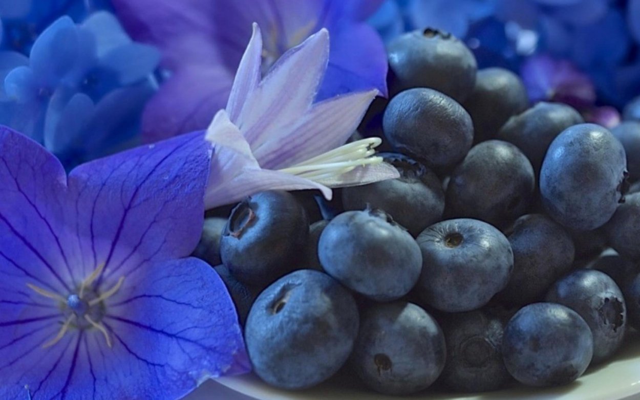 Голубая ягода голубика