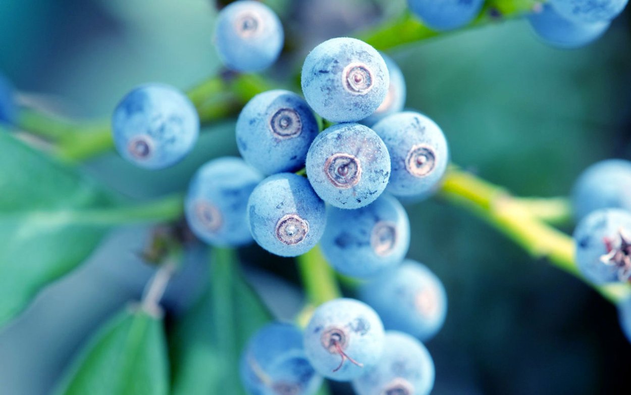 Голубые ягоды