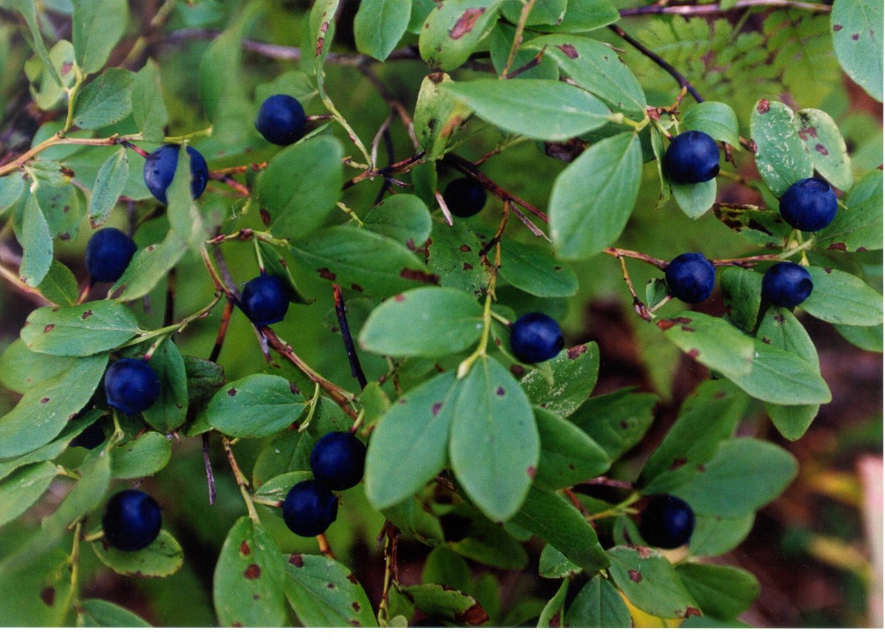 Голубика Сахалинская