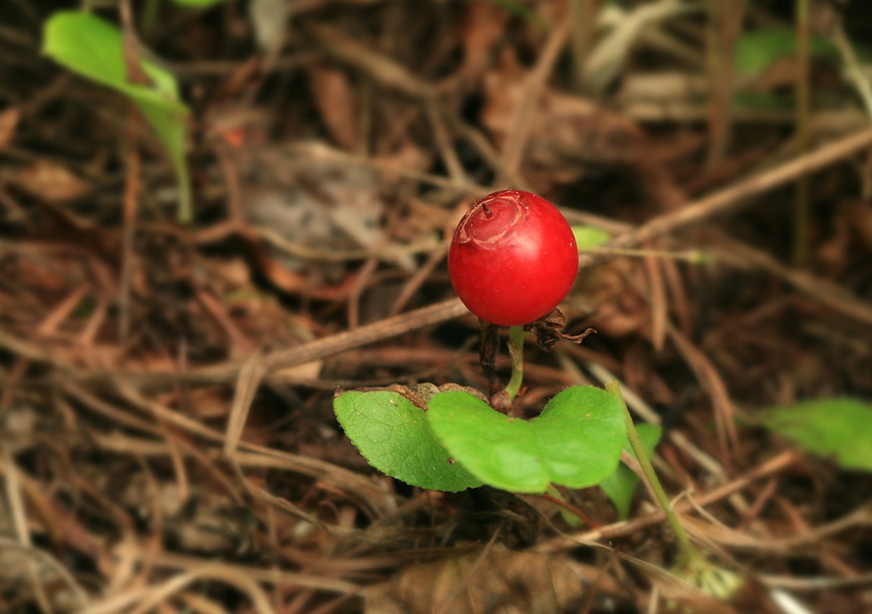Красника Vaccinium Praestans