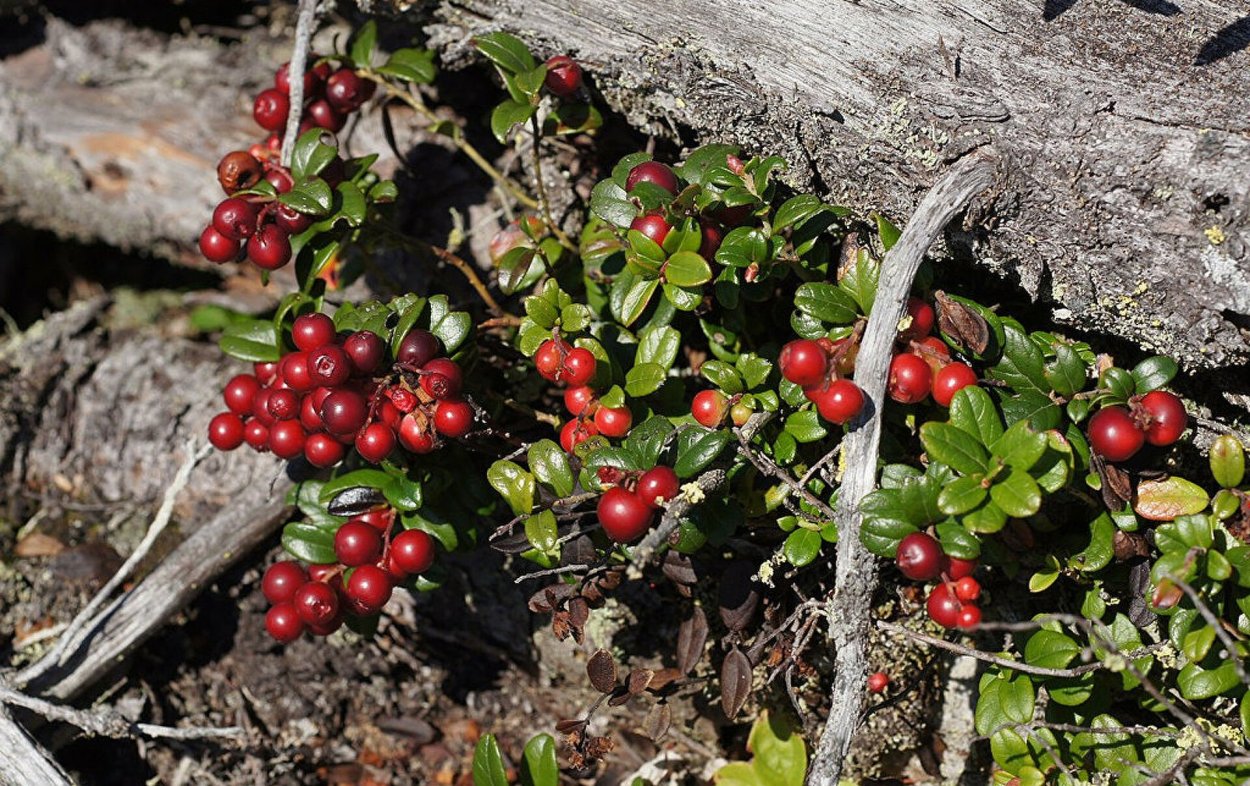 Северная ягода брусника