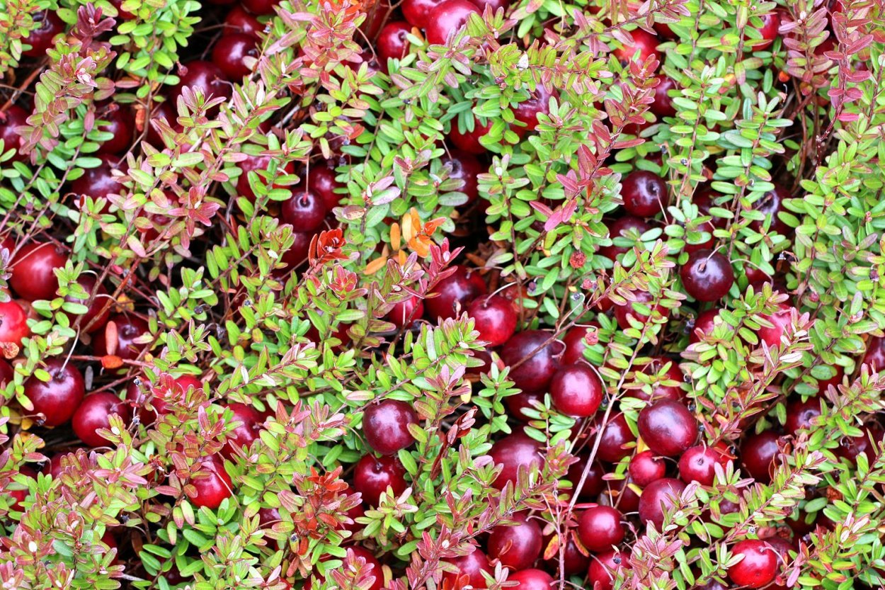 Клюква четырехлепестная