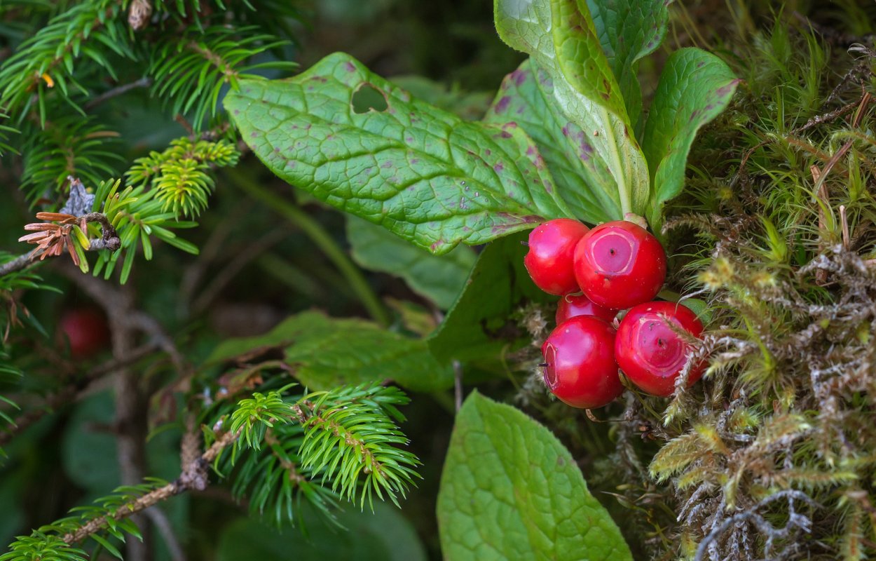 Ягода Красника Сахалинская