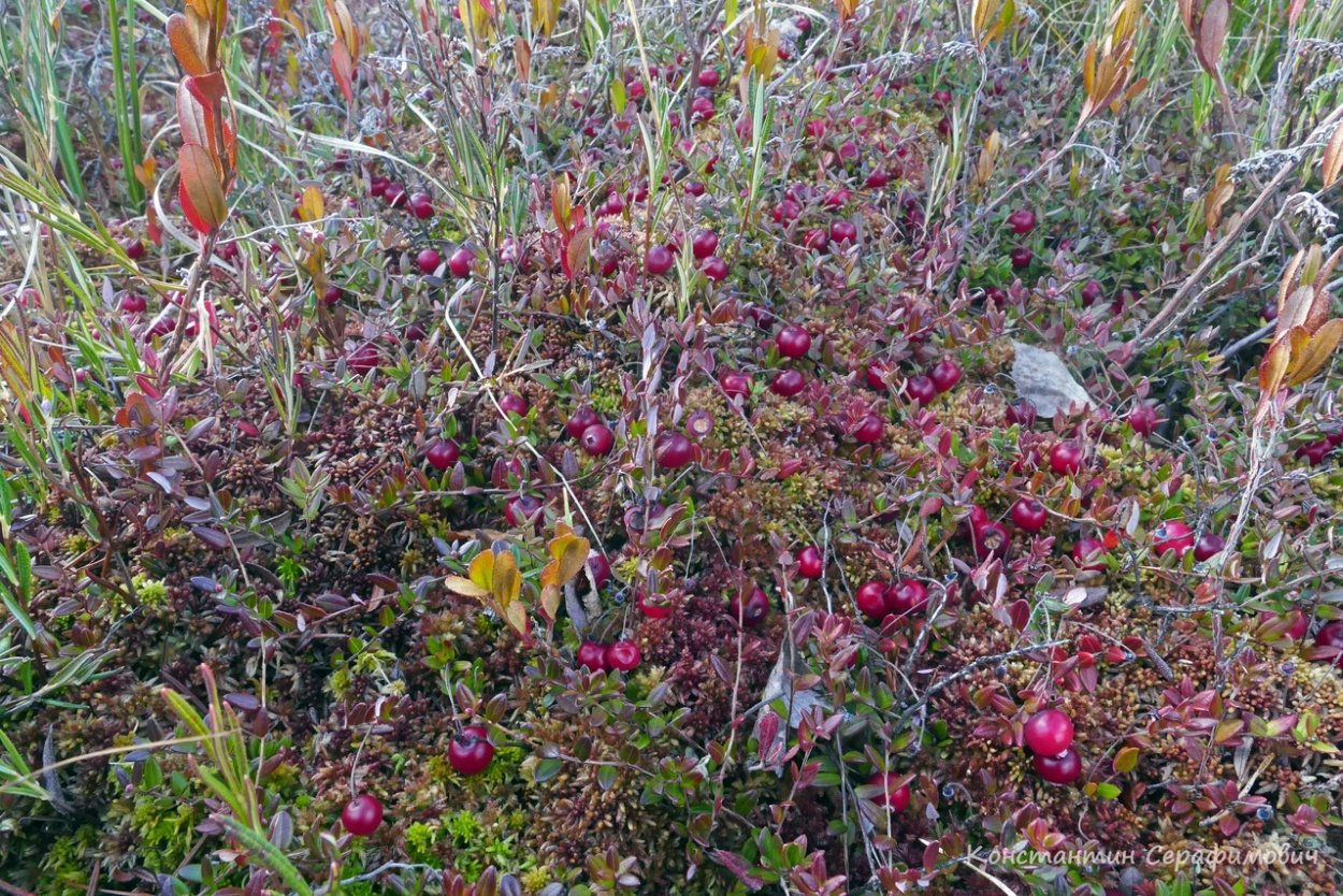 Ягода клоповник на Камчатке