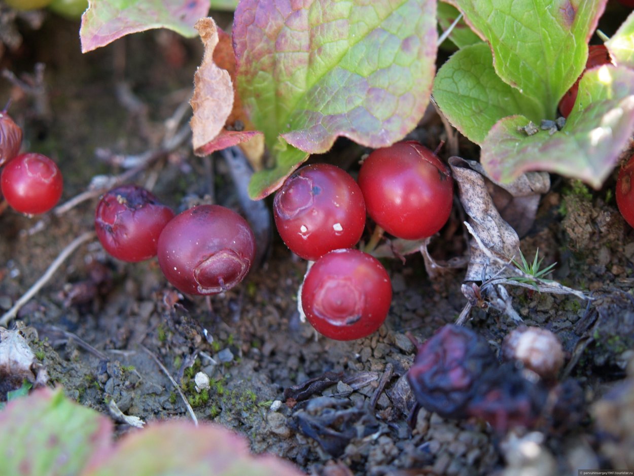 Ягода Красника Сахалинская