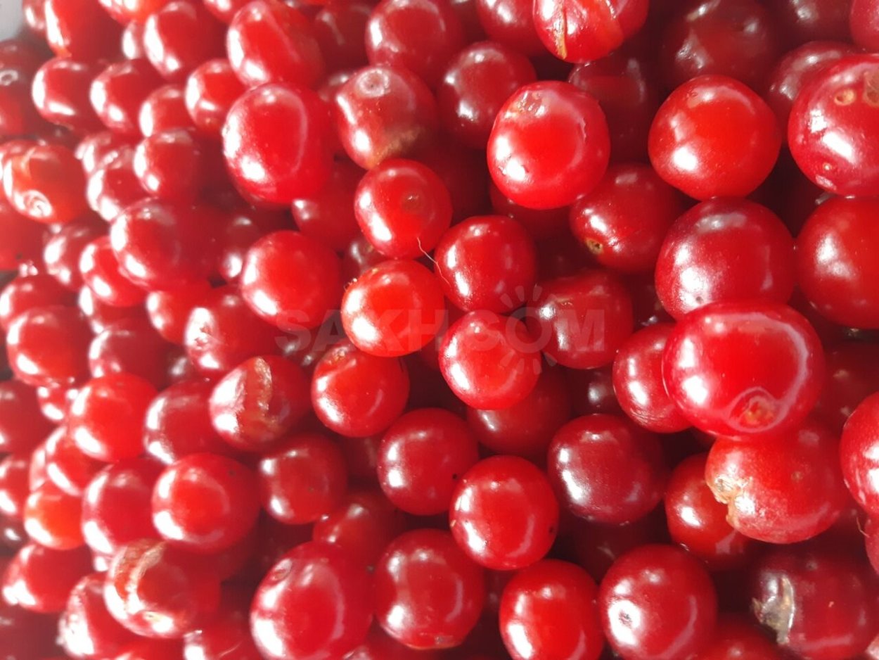 Ягоды Сахалина