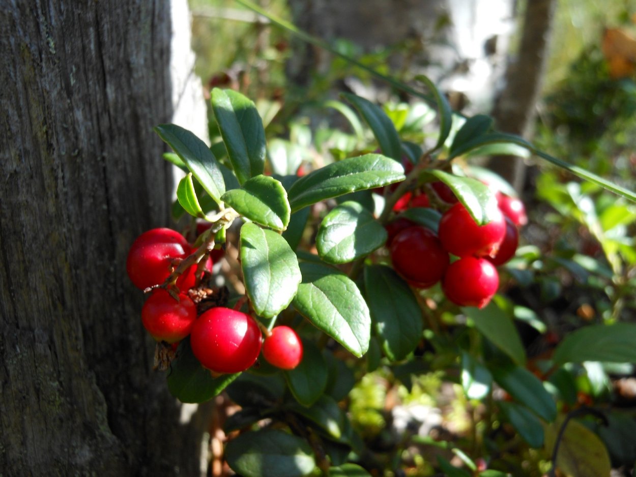 Куст брусники