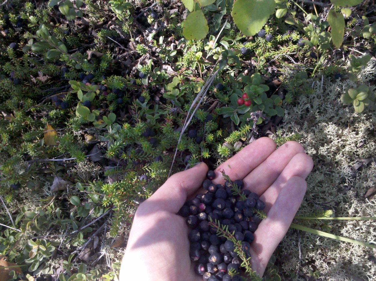 Ягоды растущие на Сахалине