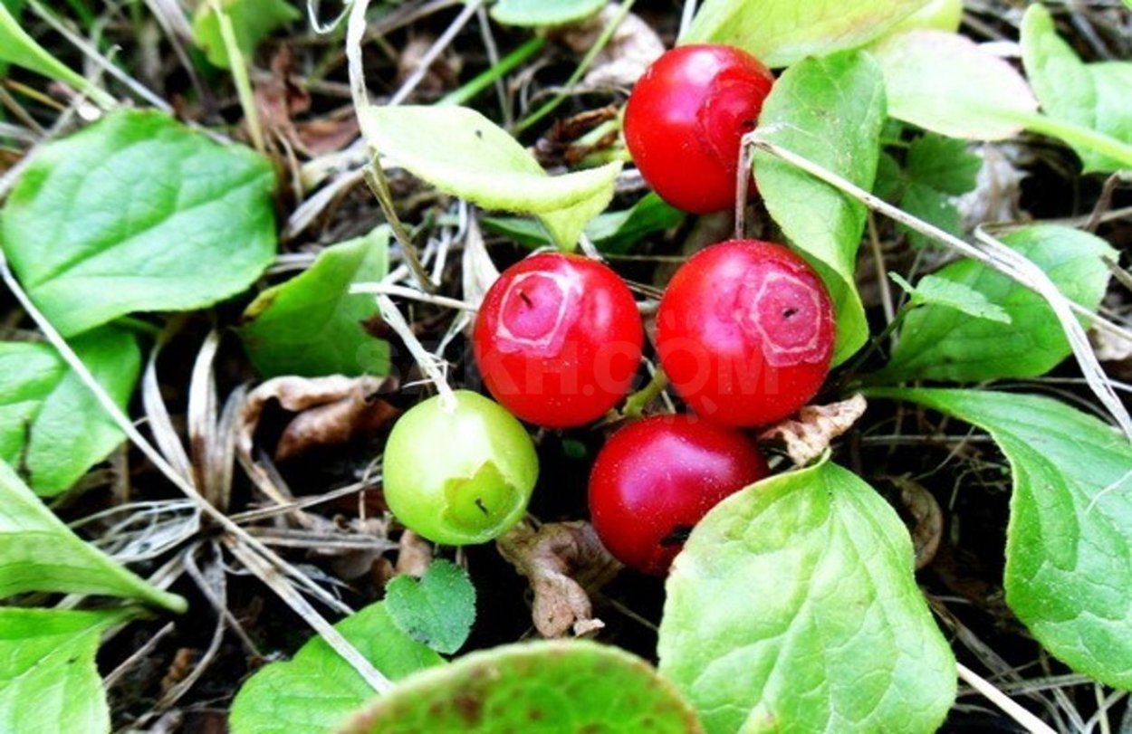 Красника клоповник