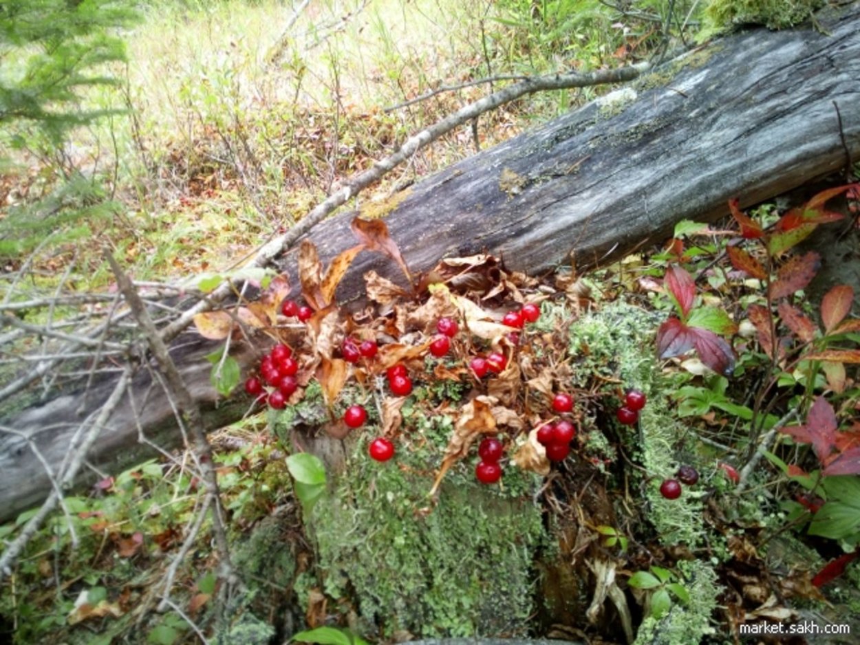 Клоповник ягода Сахалинская