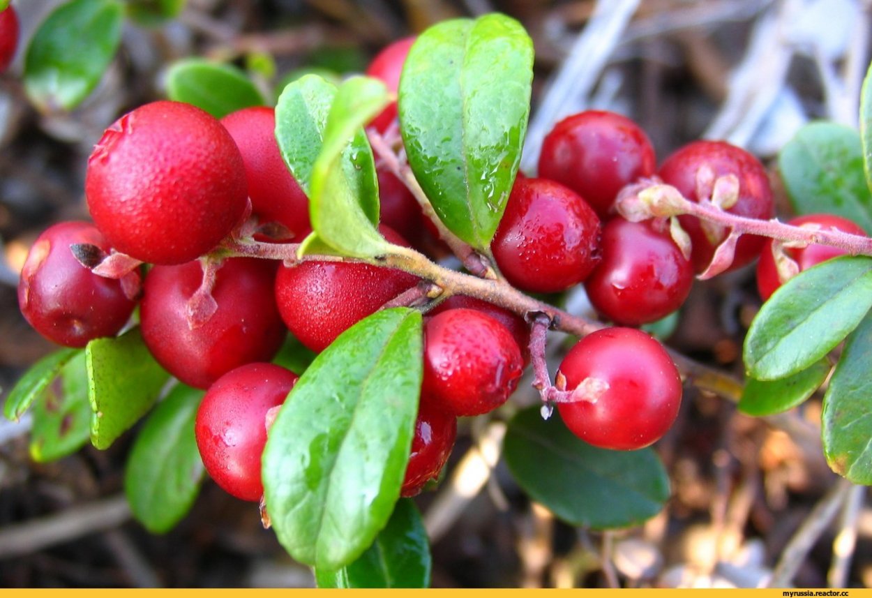 Сизая брусника Сахалина