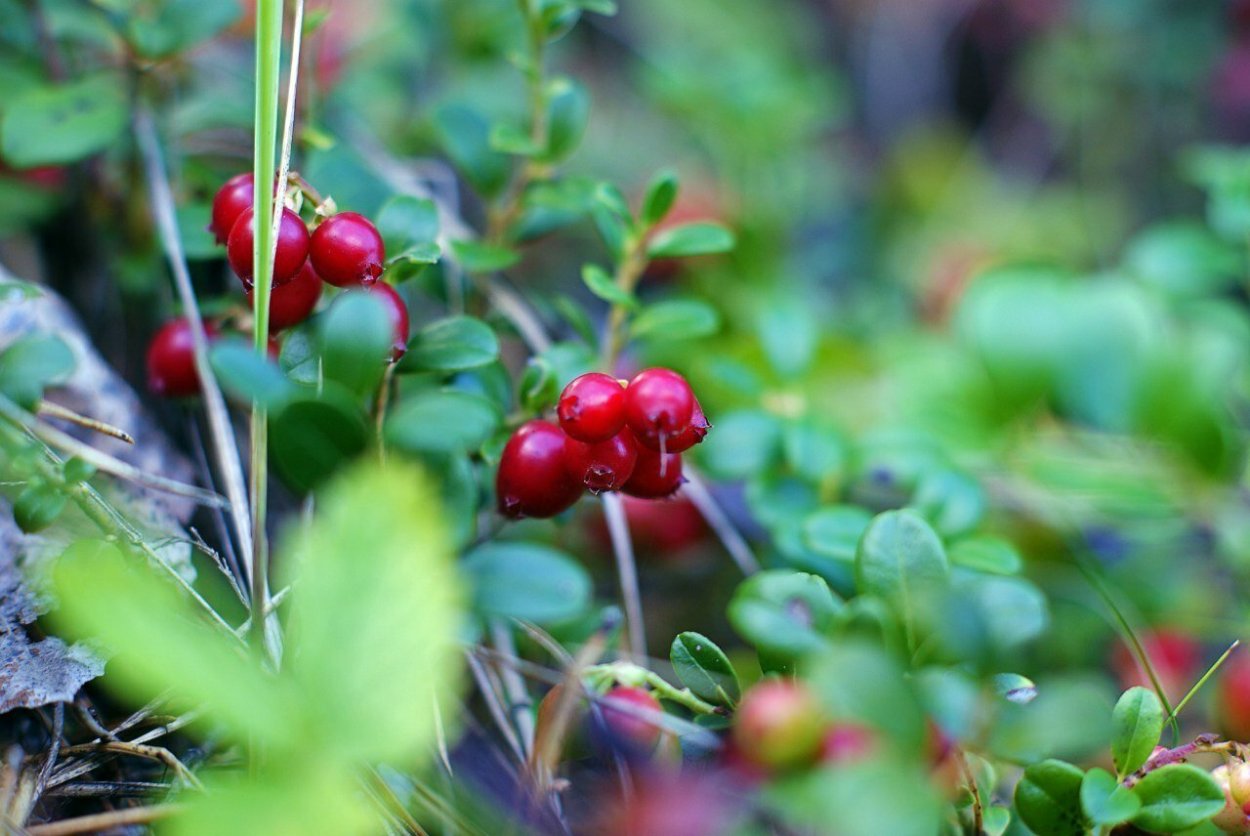 Таежная трава - толокнянка.