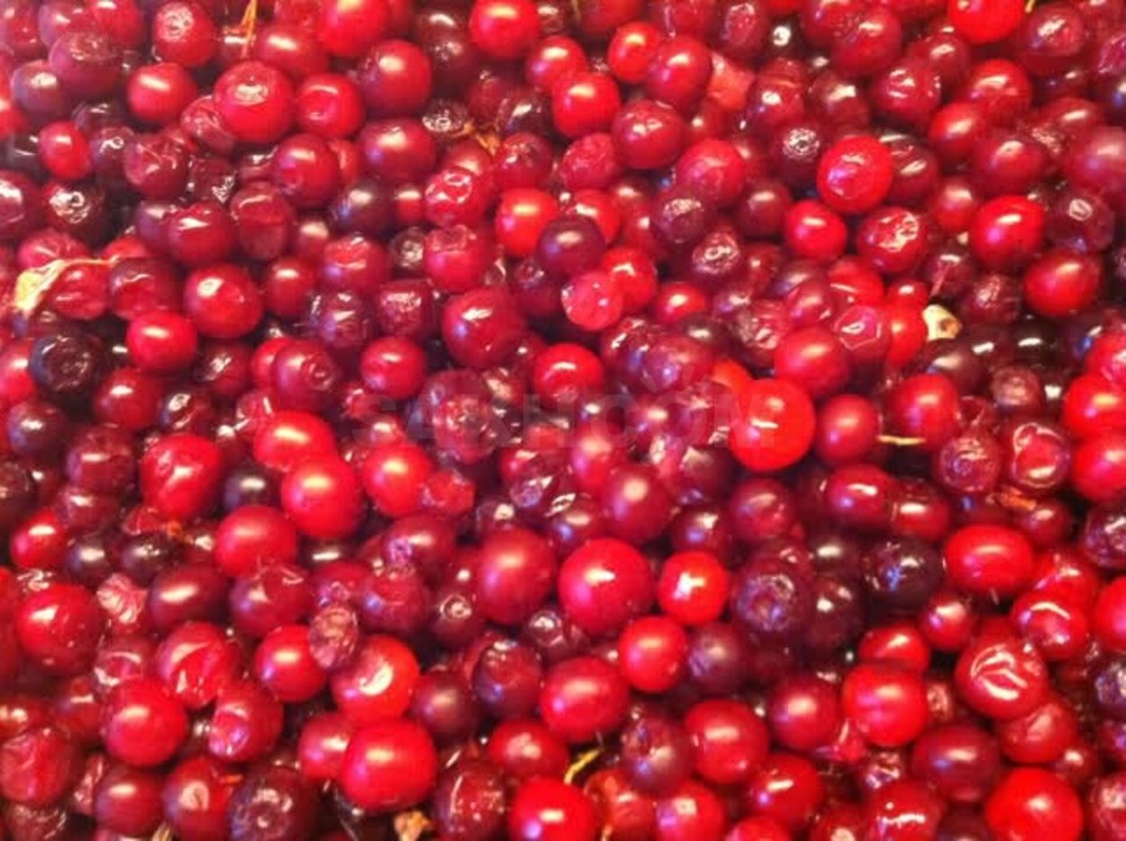 Клоповник ягода Сахалинская