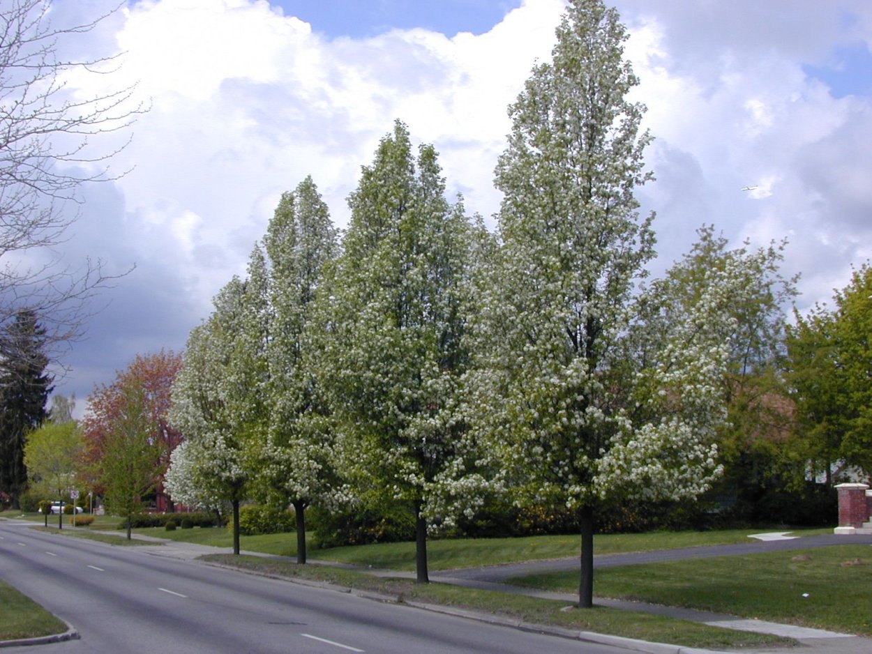 Груша Каллери Шантеклер