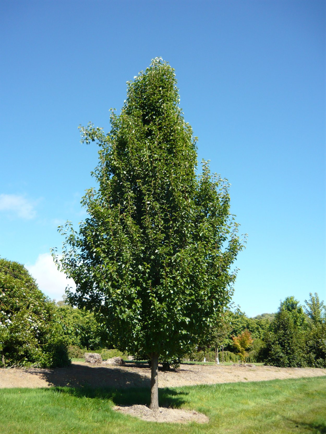 Pyrus calleryana