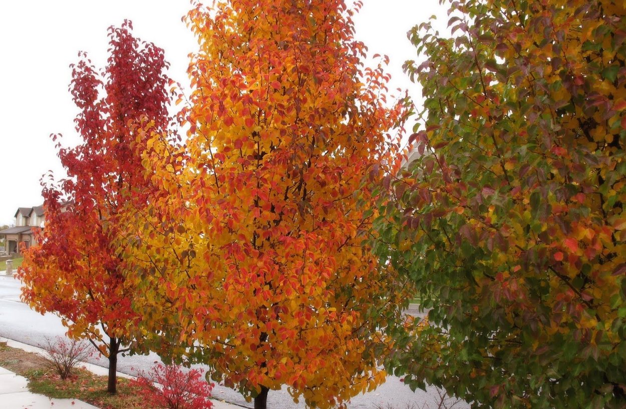 Груша каллериана Шантеклер