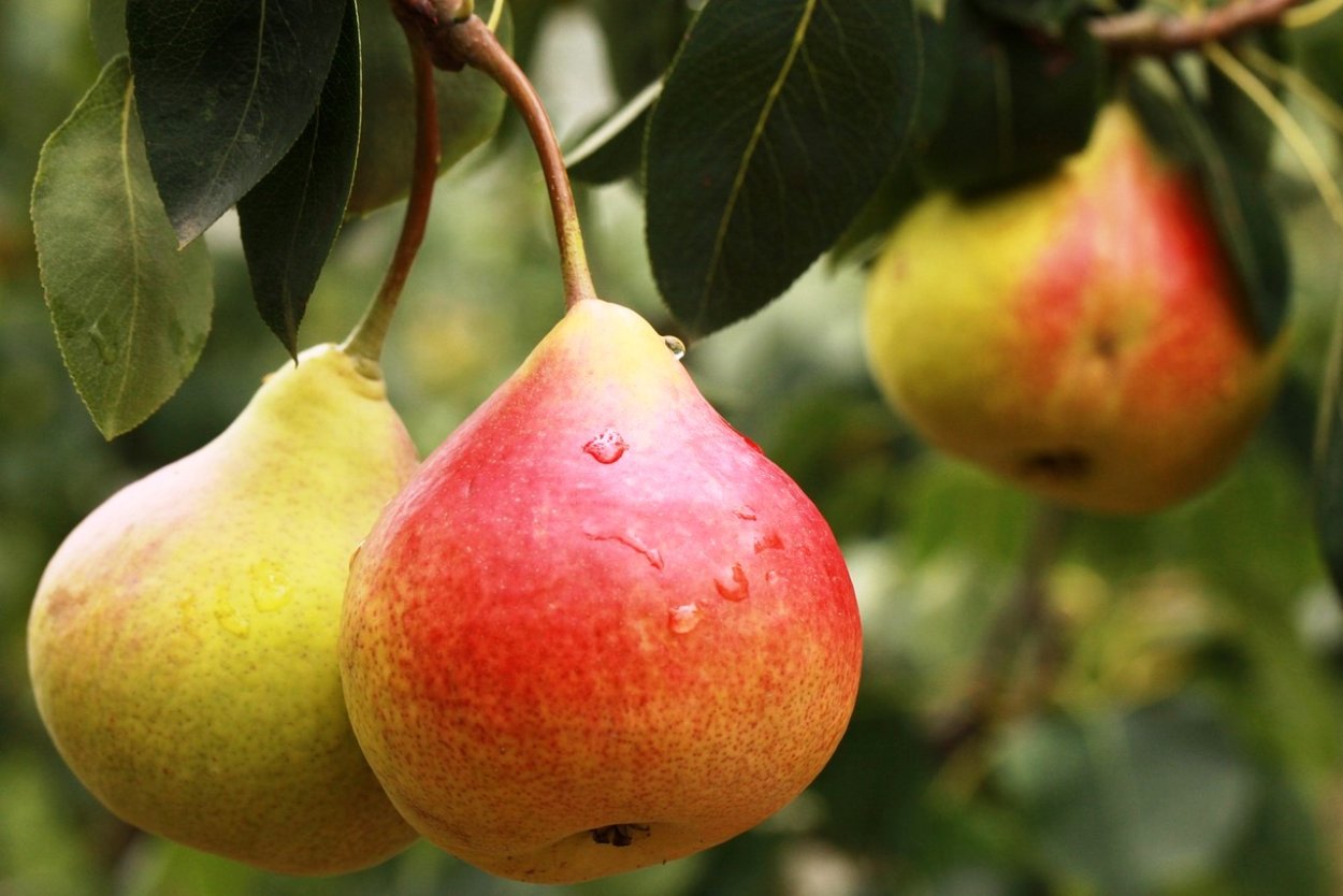 Груша Армут