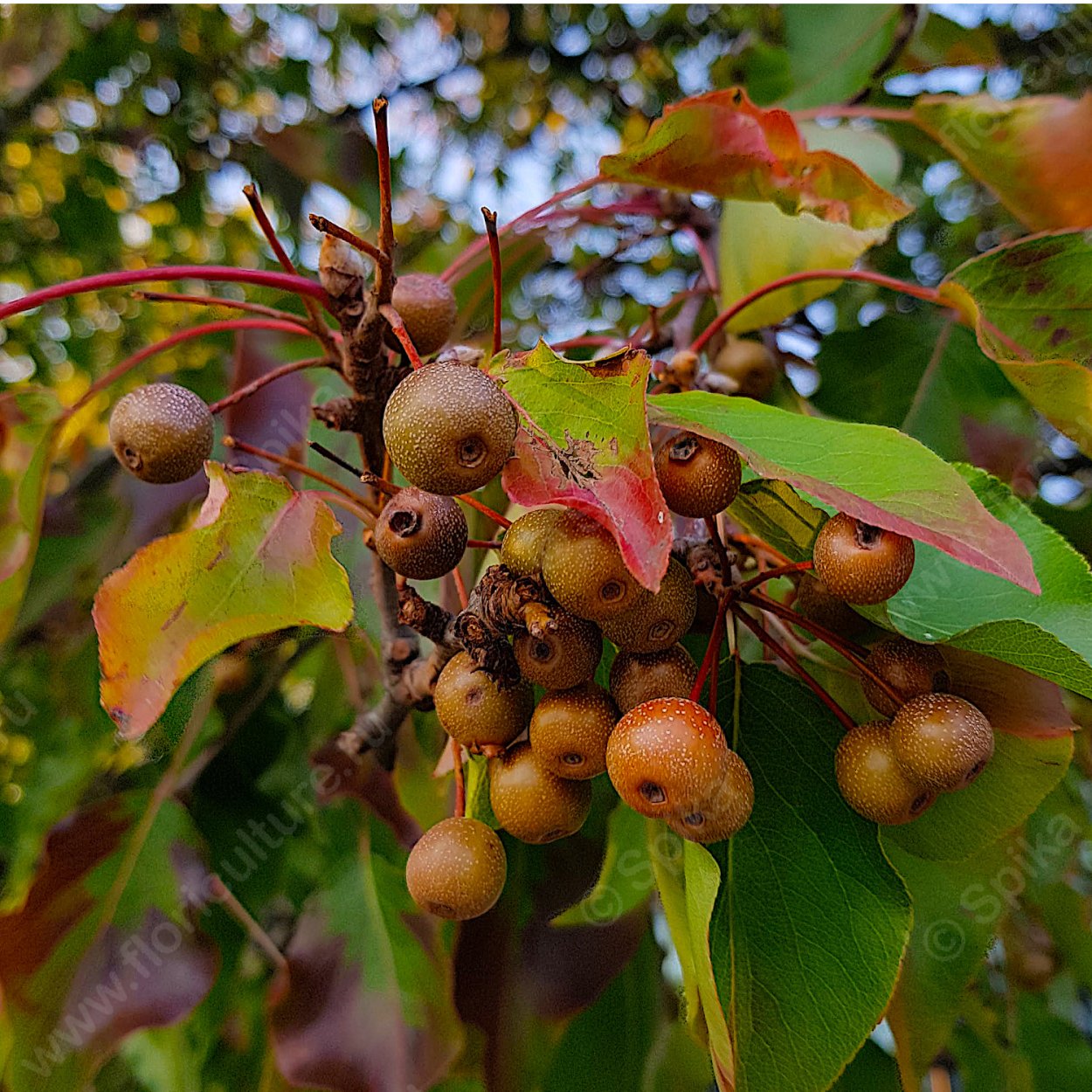 Груша каллериана