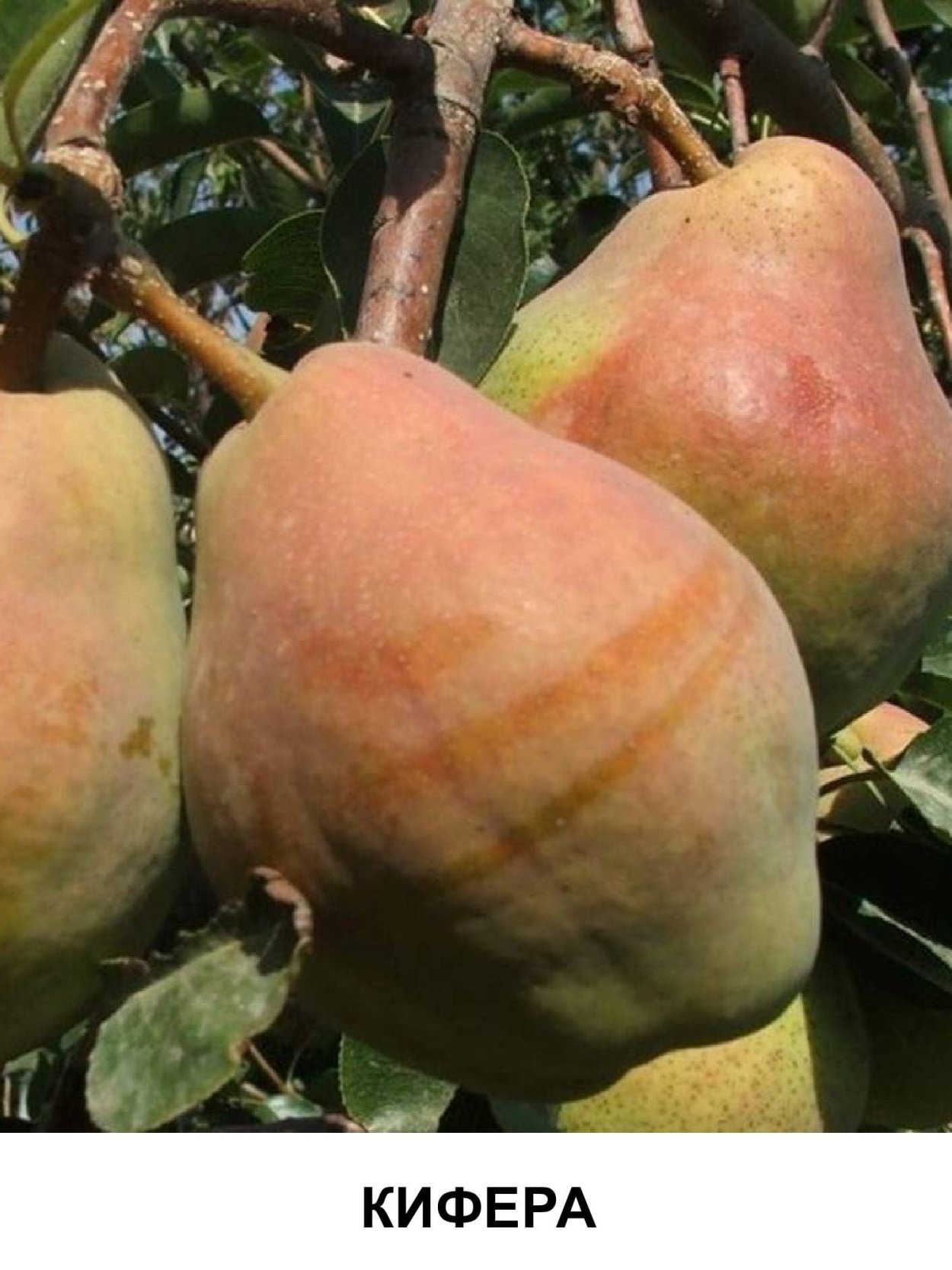 Груша Киффер