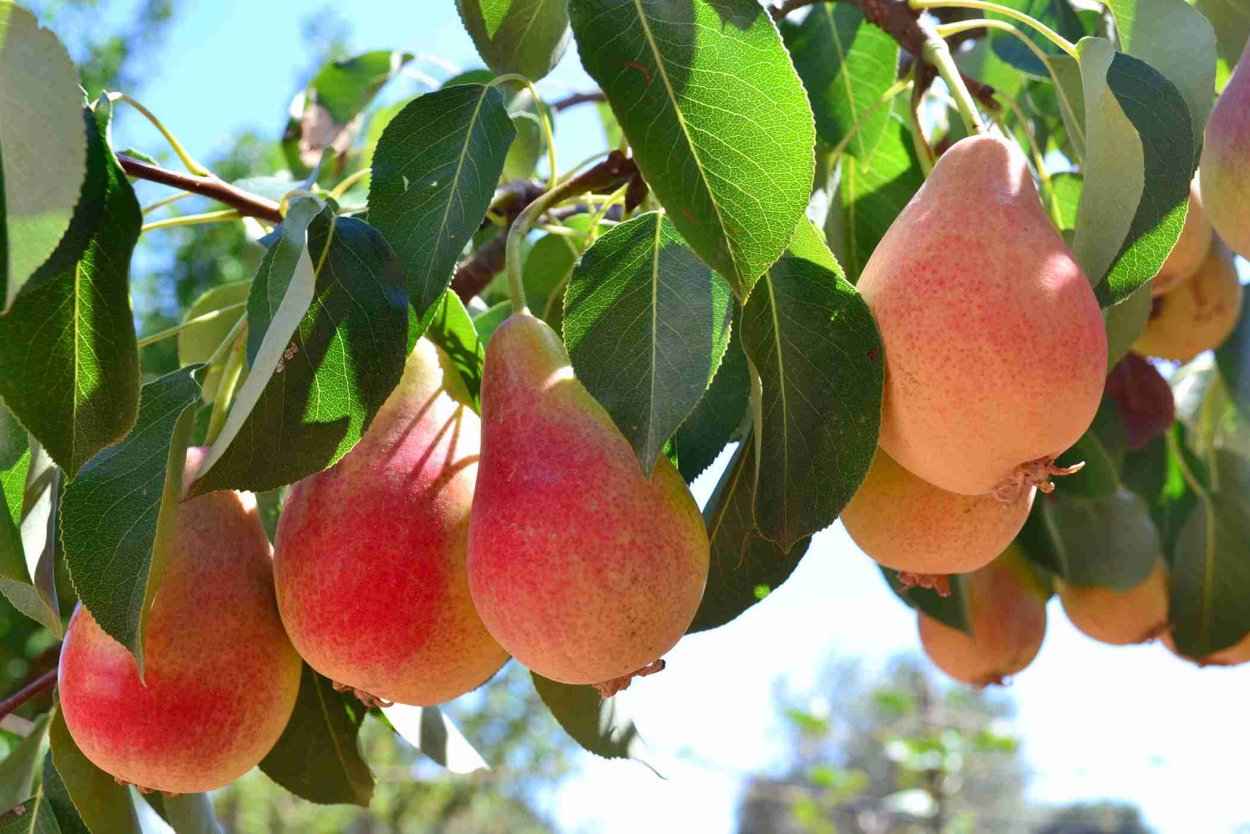 Груша Свит сенсейшен фото