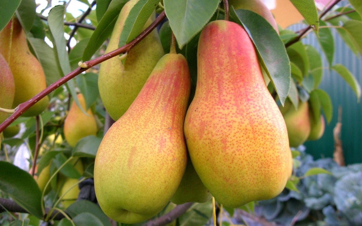 Груша аббат Фетель