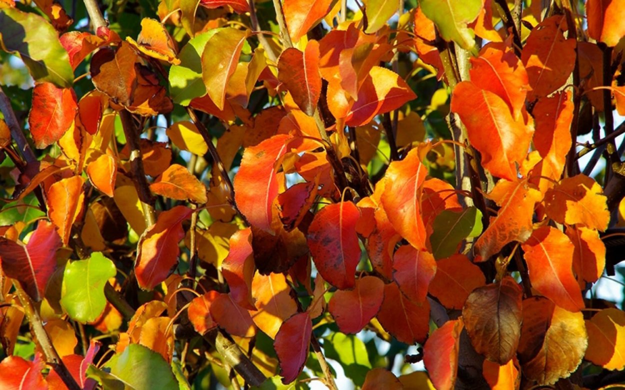 Груша каллериана Шантеклер