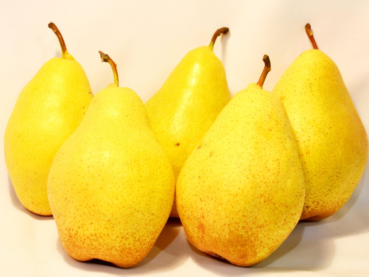 Сорт груши бере