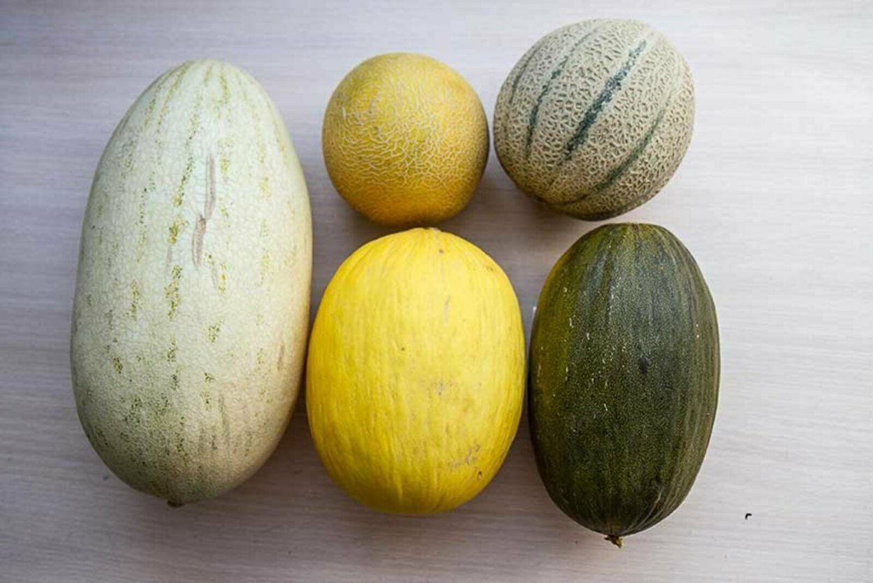 Зимний сорт дыни Туркменистана