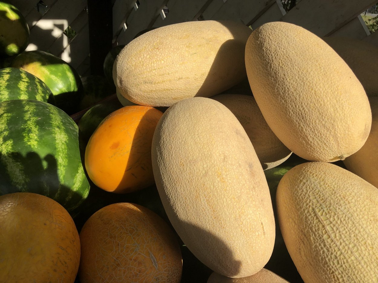 Большие дыни 2