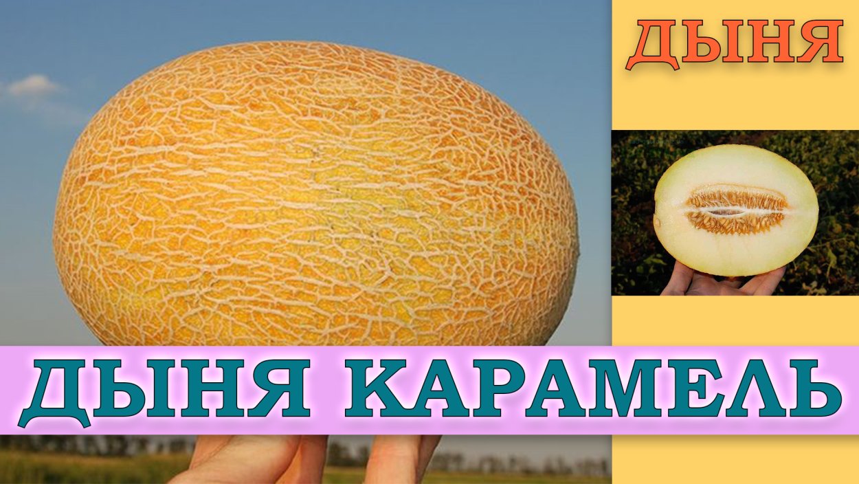 Дыня Карамелька